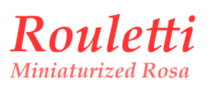 Rouletti - Miniaturized Rosa